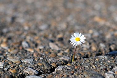 Daisy coming out of cracked earth