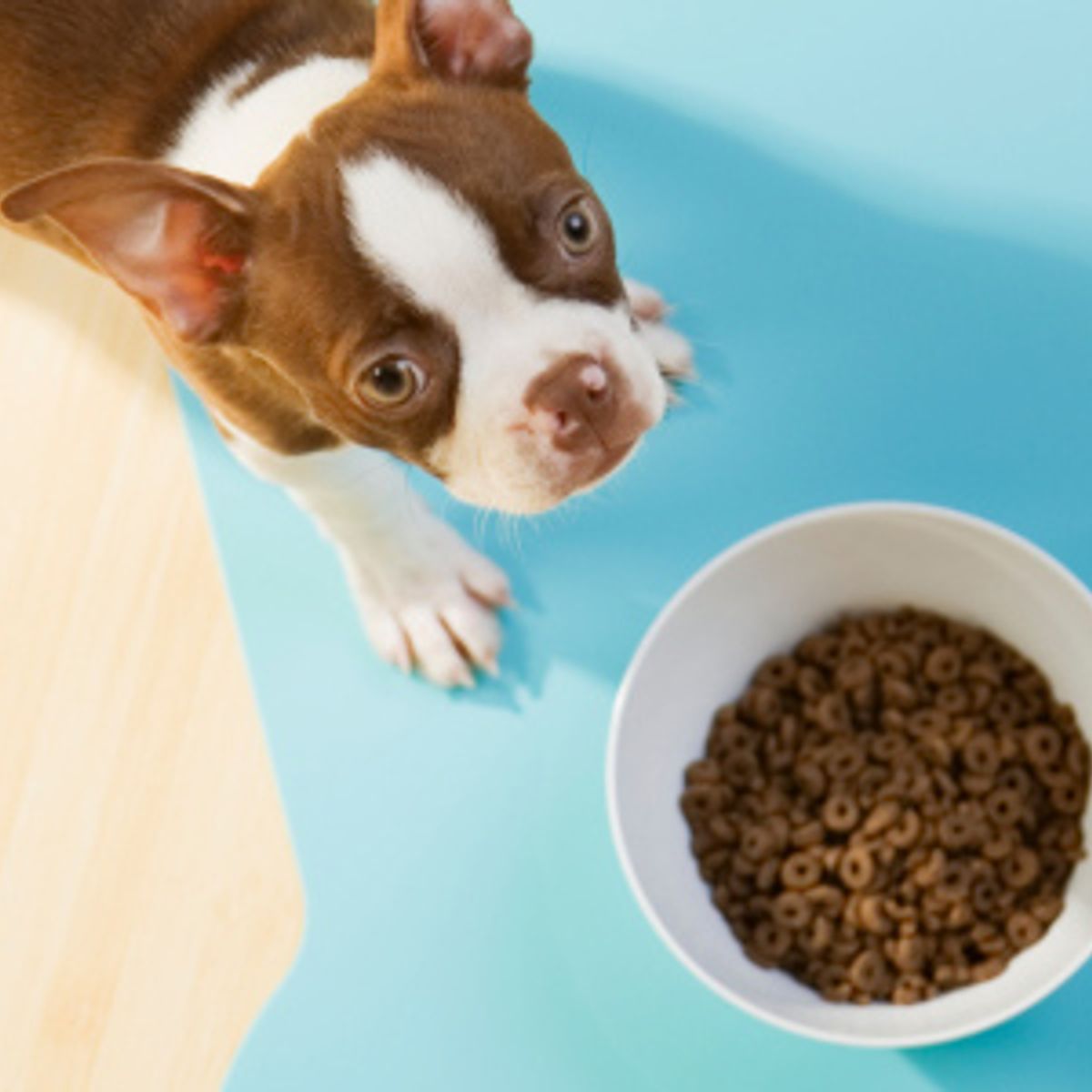 The Truth About Cat And Dog Food Salon Com