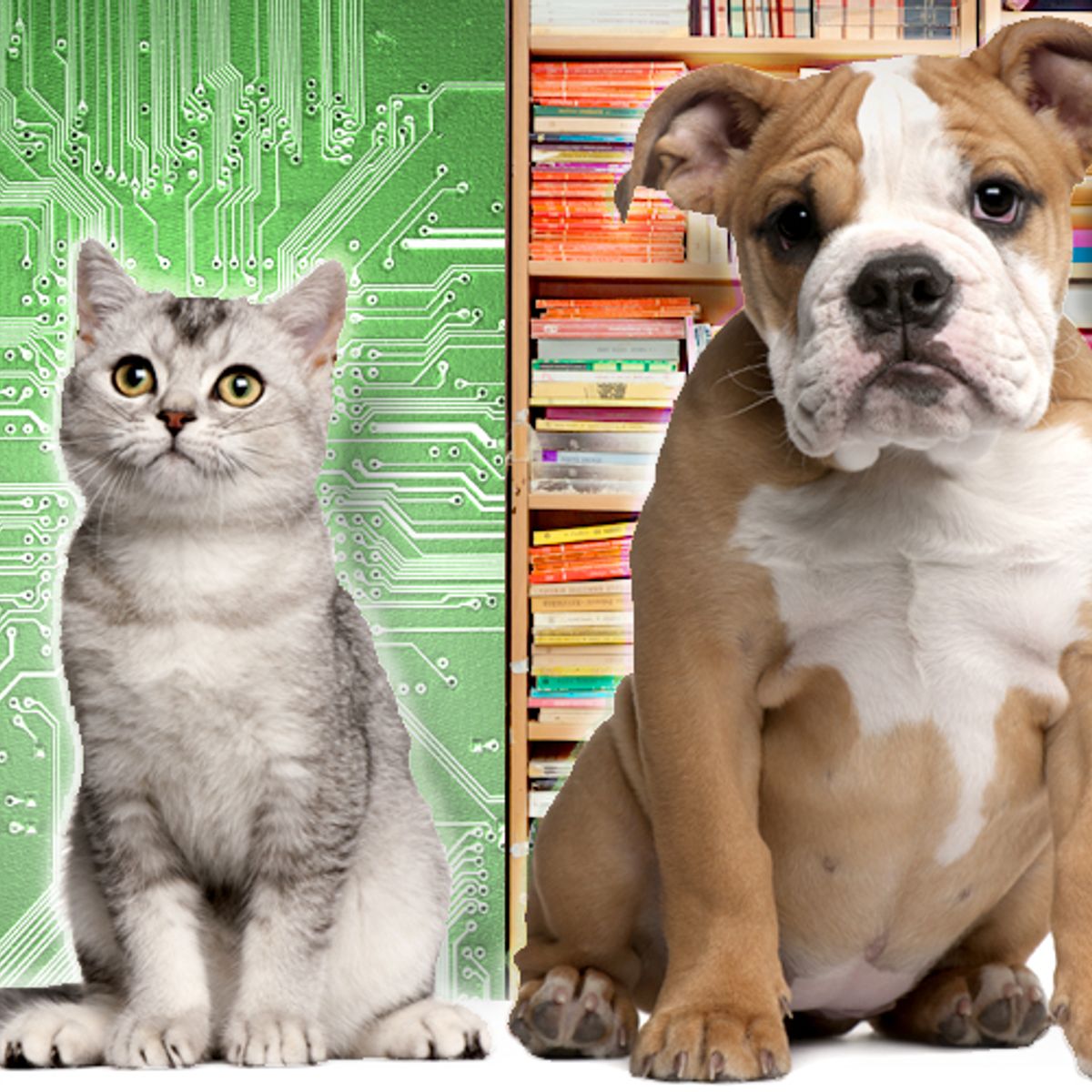 Here S Why Dogs Rule Literature But Cats Run The Web Salon Com