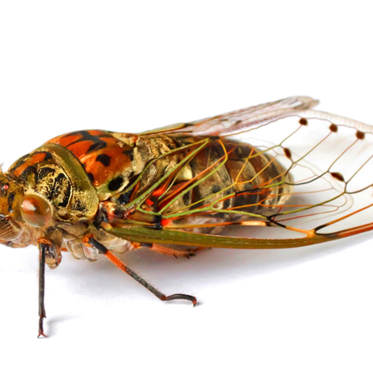 I M Terrified Of The Cicada Onslaught Salon Com