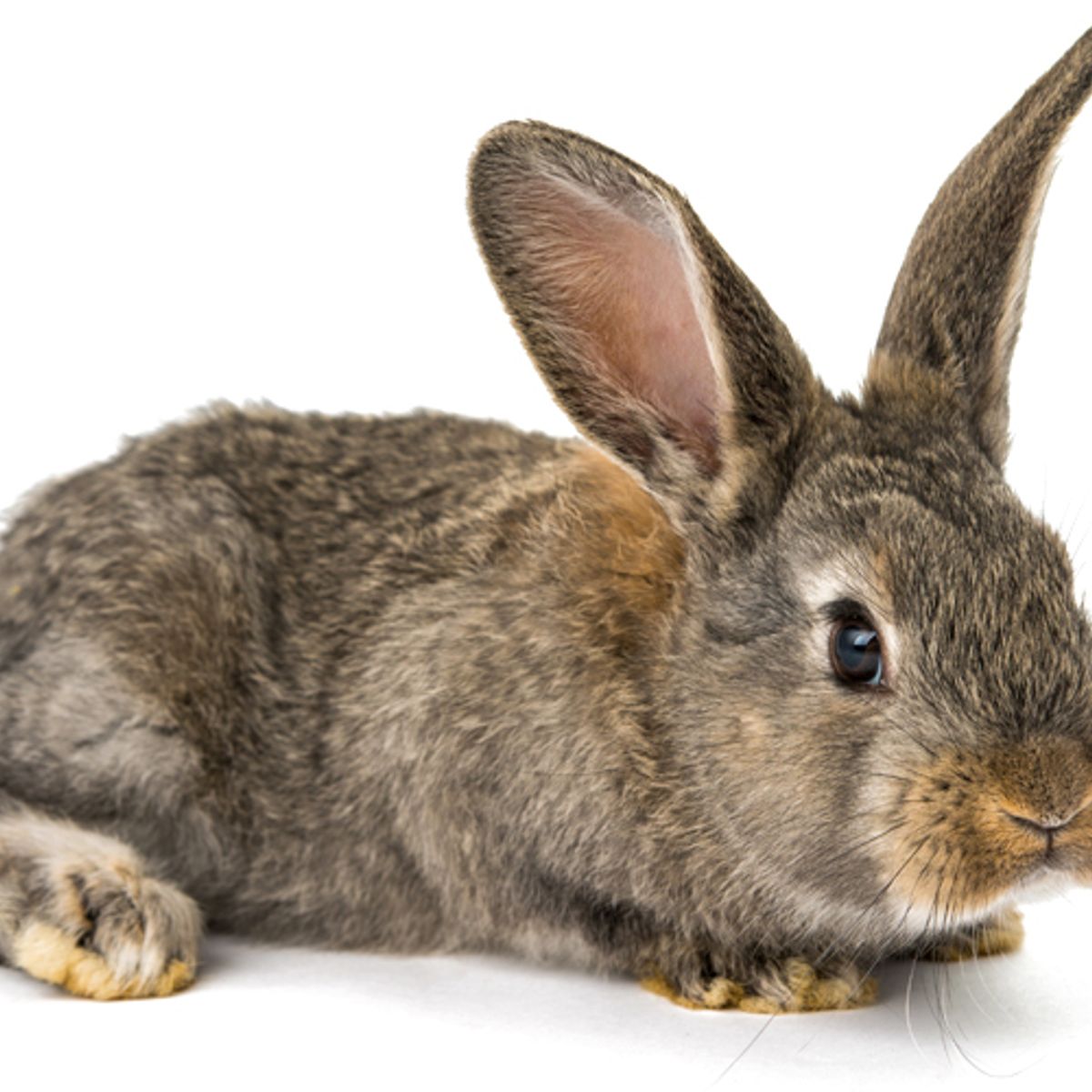 My Bunny Ruined My Sex Life Salon Com