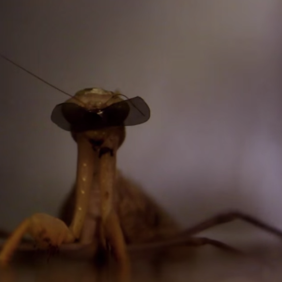 Scientists Created The World S Smallest 3 D Glasses For A