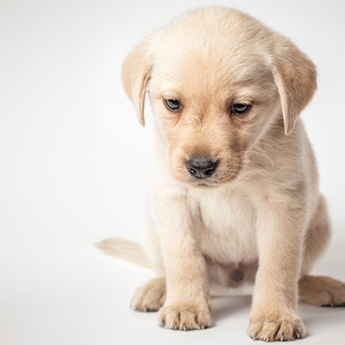 Do Our Pets Need Prozac Are We Making Them Feel Better Or Ourselves Salon Com