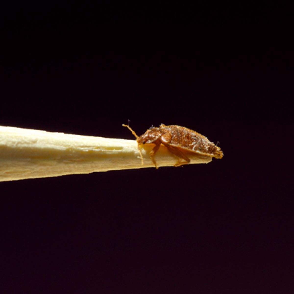 A Drop Of Blood With Legs How The Bed Bug Infiltrated Our Bedrooms And Took Over The World Salon Com