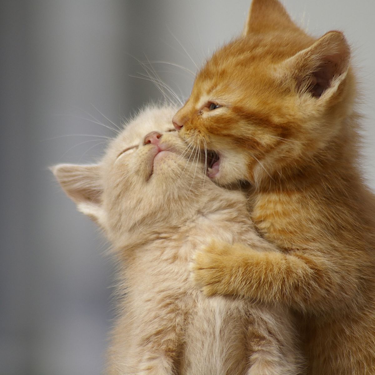 Learning To Speak The Language Of Cats How They Re Actually