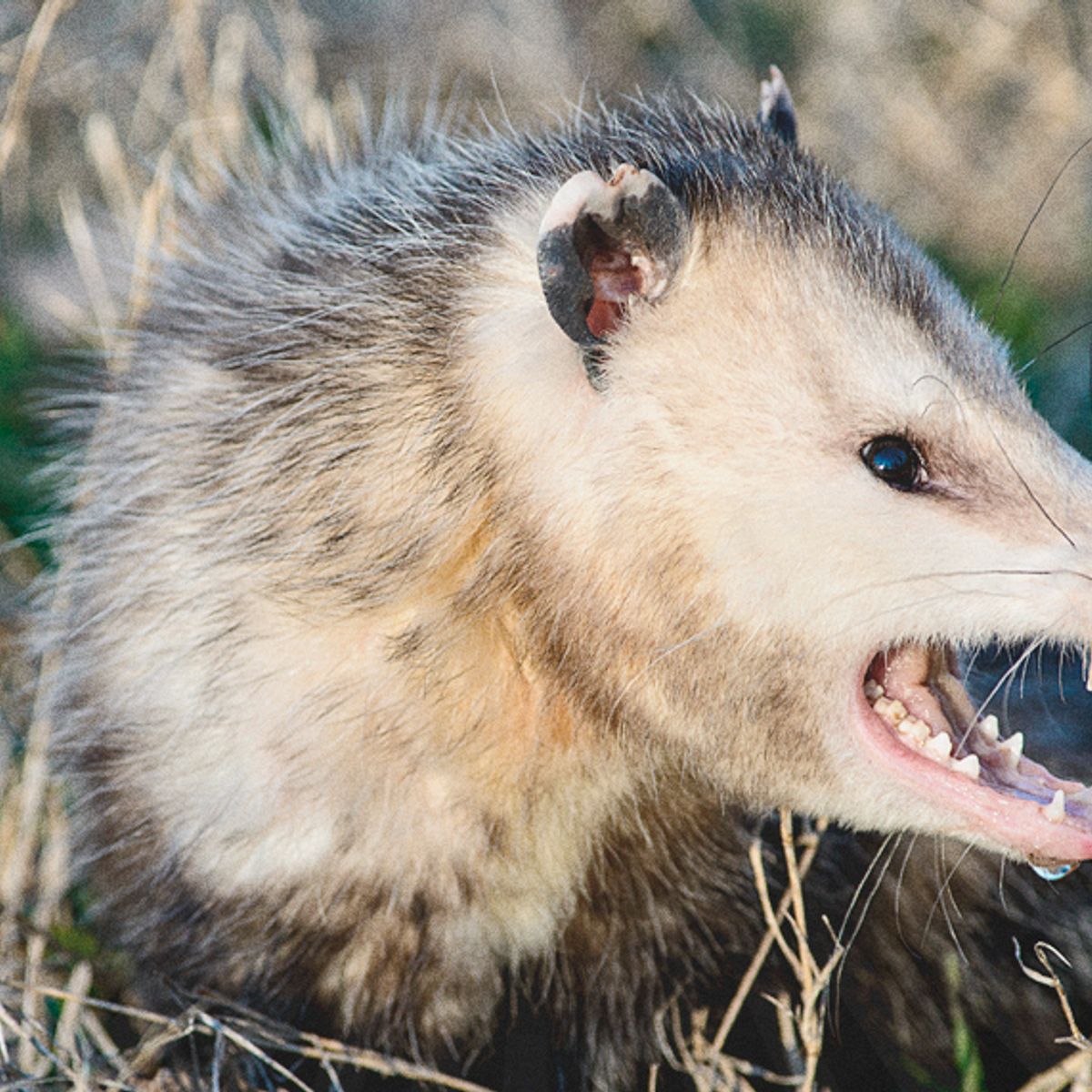 How To Channel Nurture Your Inner Opossum By Gina Gallois