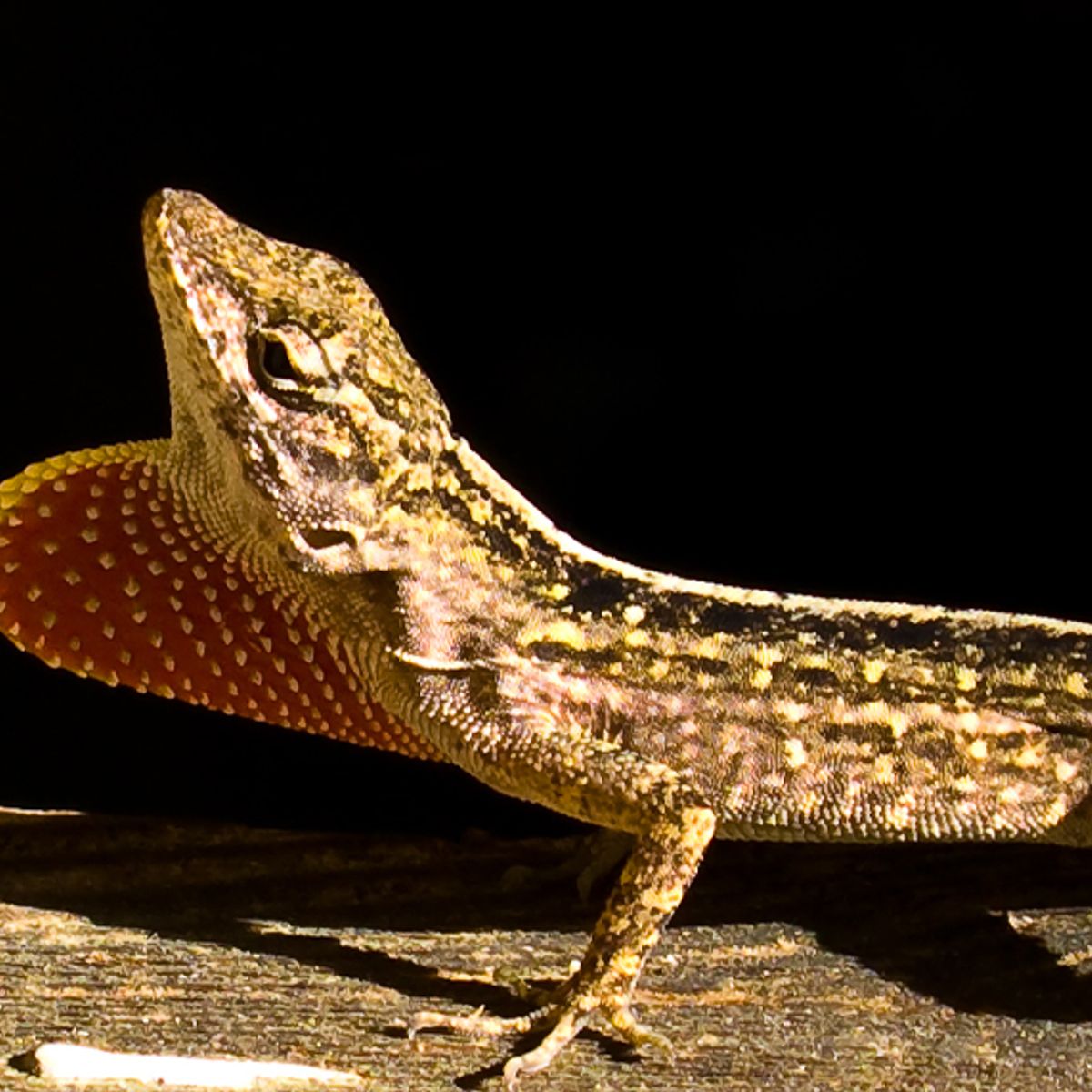 The First Gene Edited Lizard Walks Among Us Salon Com