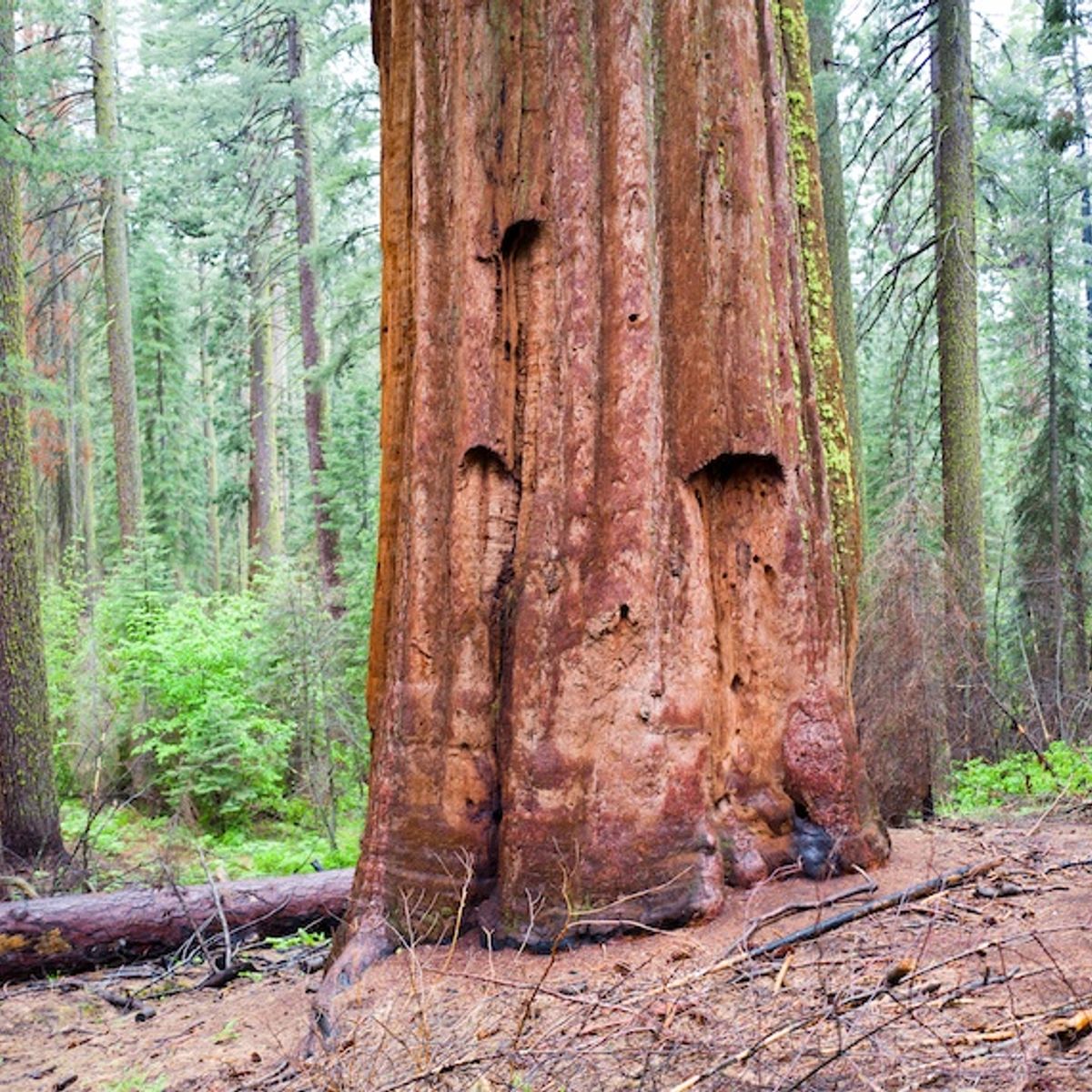 To Save The Redwoods Scientists Debate Burning And Logging Salon Com
