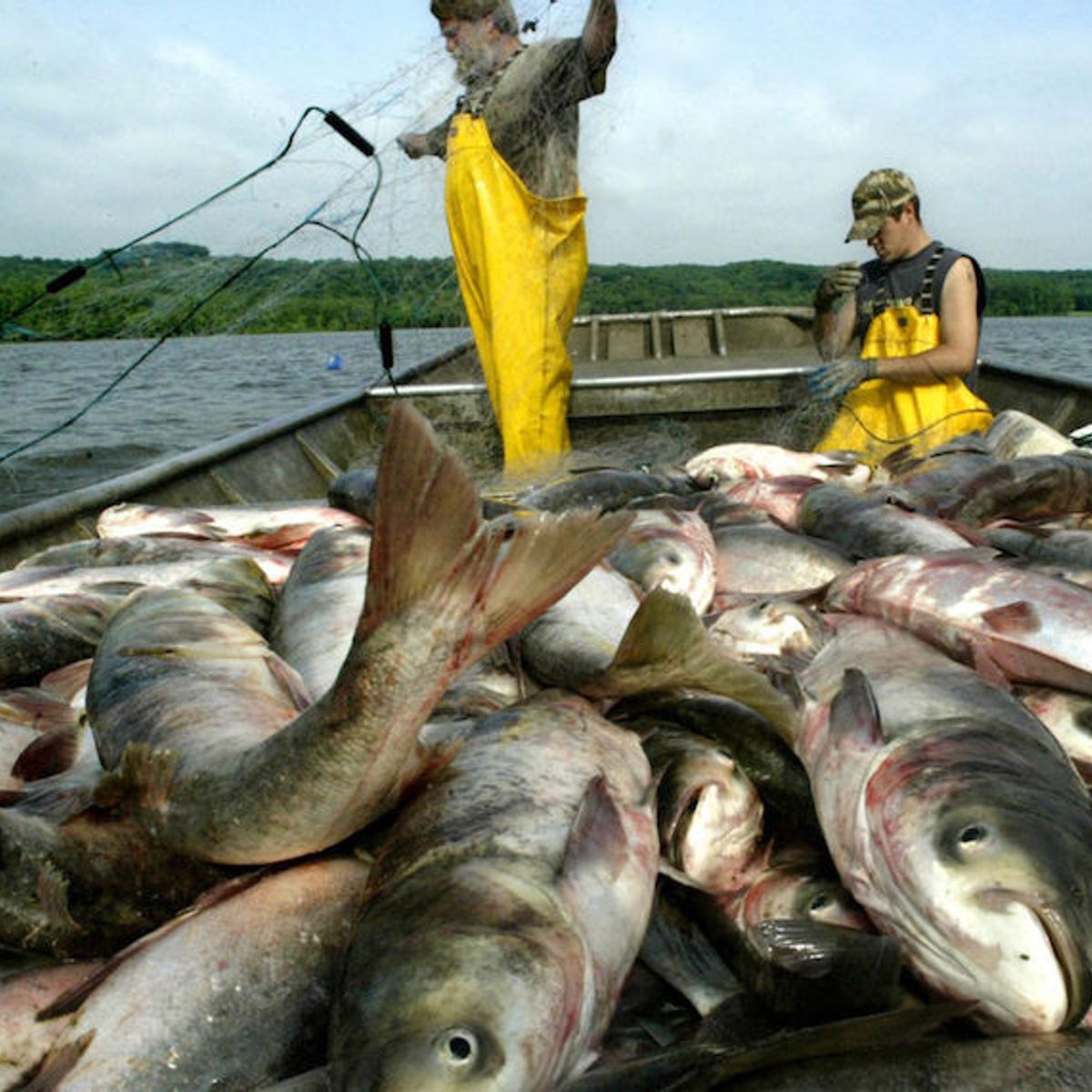 Even With Dna Detection Asian Carp Continue To Evade Scientists Salon Com