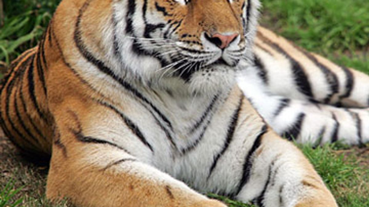 Tigers don't belong in zoos 