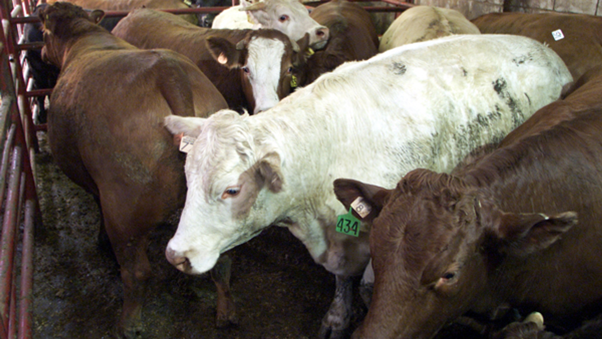 Can slaughterhouses be humane? 