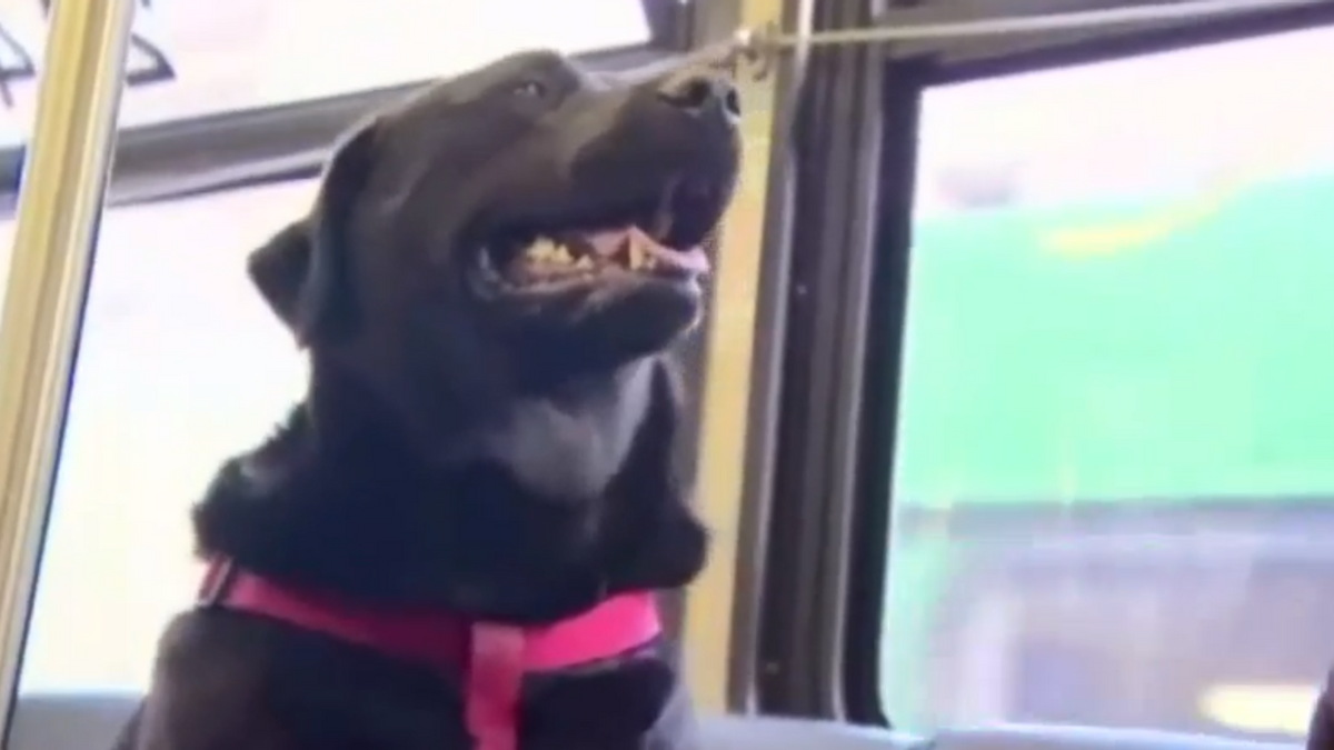 do you pay for dogs on buses