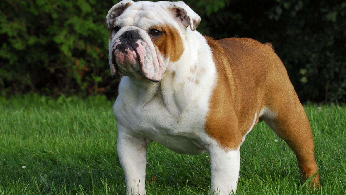 why do english bulldogs cost so much