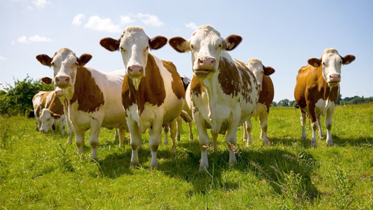 Cow Definition & Meaning - Merriam-Webster