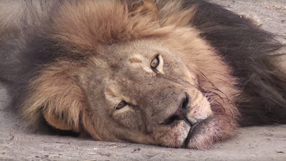 Horrifying details surface about Cecil the lion's gruesome death