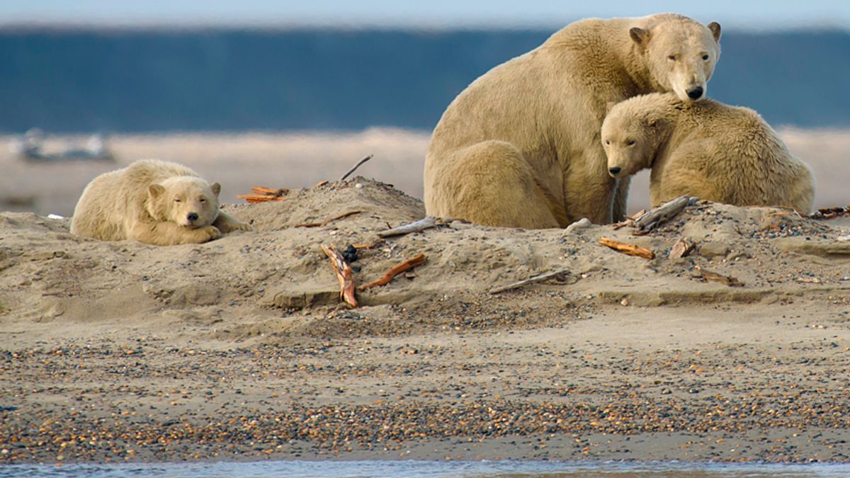 Climate change is forcing polar bears to eat garbage