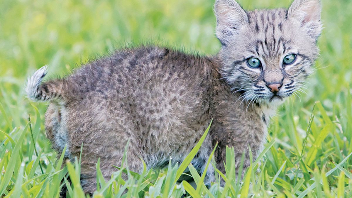 Why I rescued a wild bobcat kitten and raised him as family 