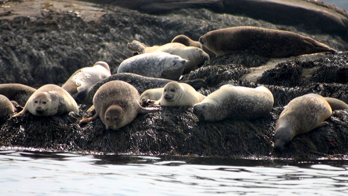 Dolphin, seal deaths plague New England