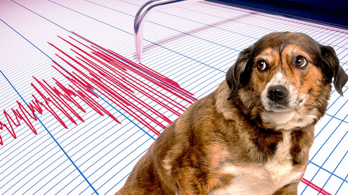Can dogs sense earthquakes?