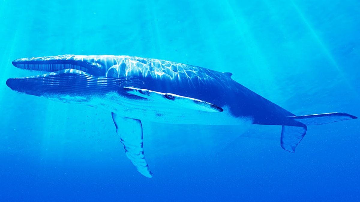 We now know what a blue whale's heartbeat sounds like 