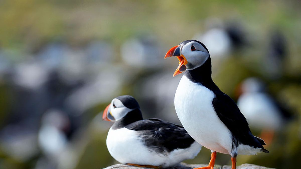 Climate change is causing problems for puffins : NPR