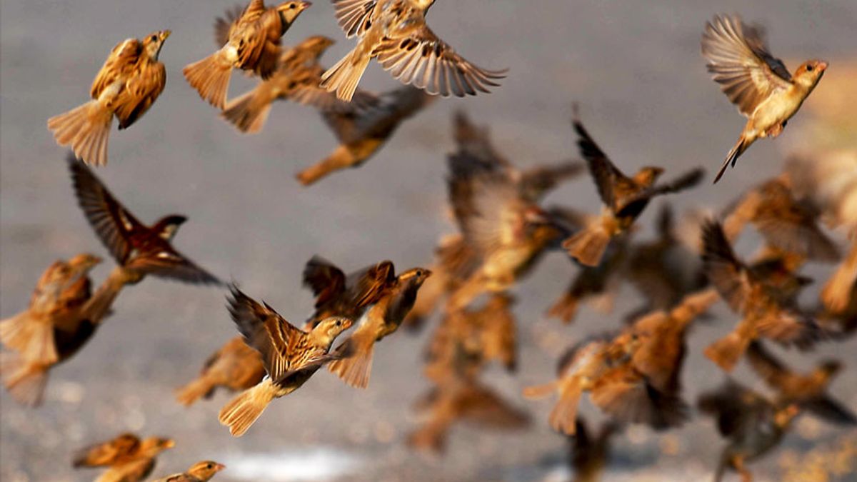 Massive bird die-off 'is an alarm' according to NMSU researcher