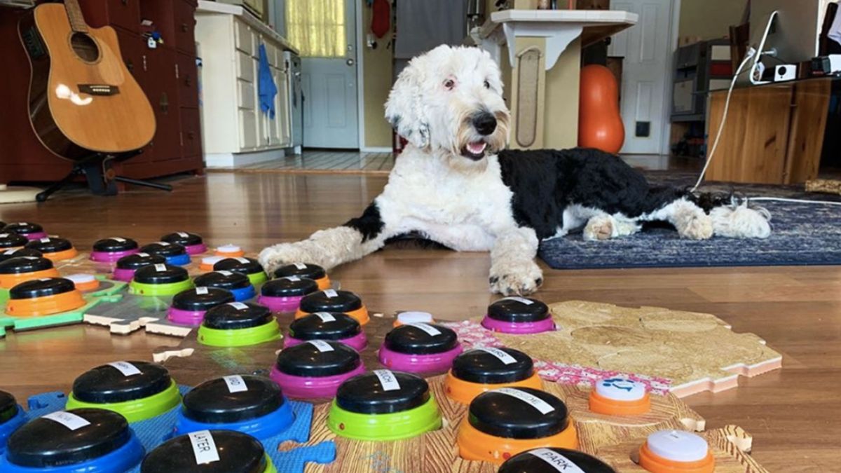 A Glimpse Into the Dog's Mind: A New Study Reveals How Dogs Think of Their  Toys - Neuroscience News