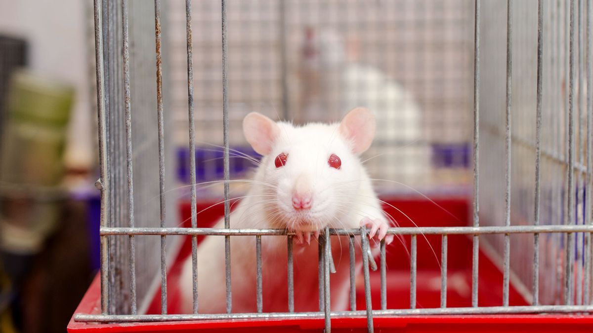 Laboratory Rats Gaining in Biomedical Research