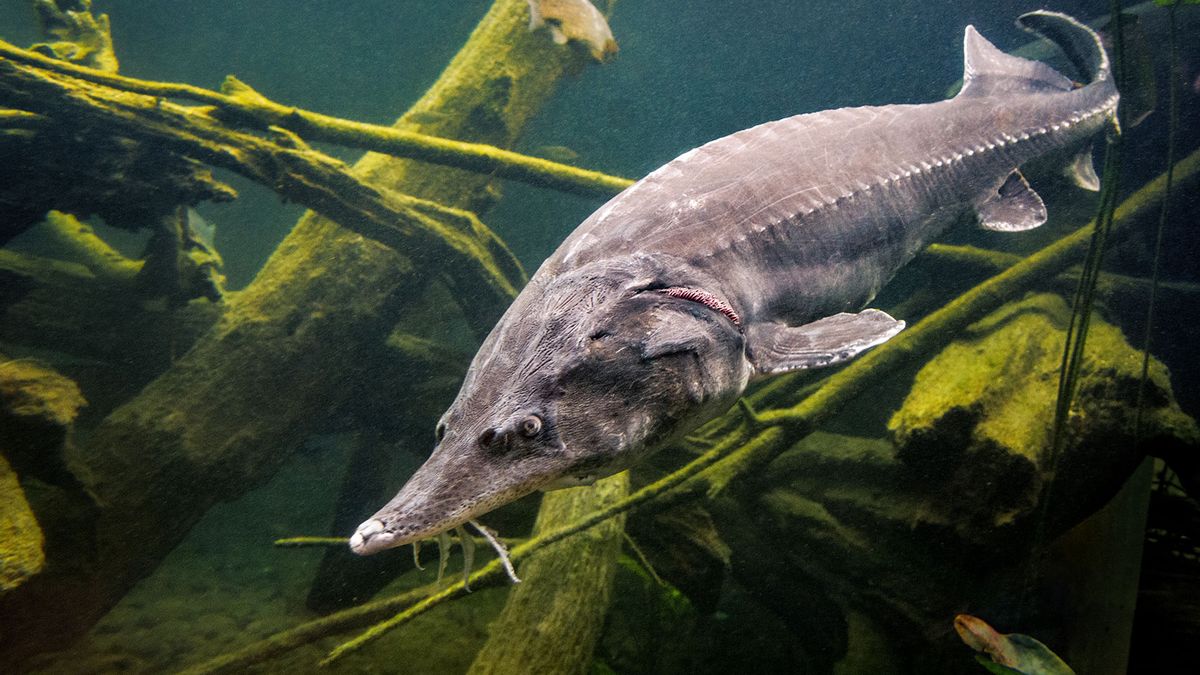 One-third of freshwater fish face extinction and other freshwater fish  facts, Stories