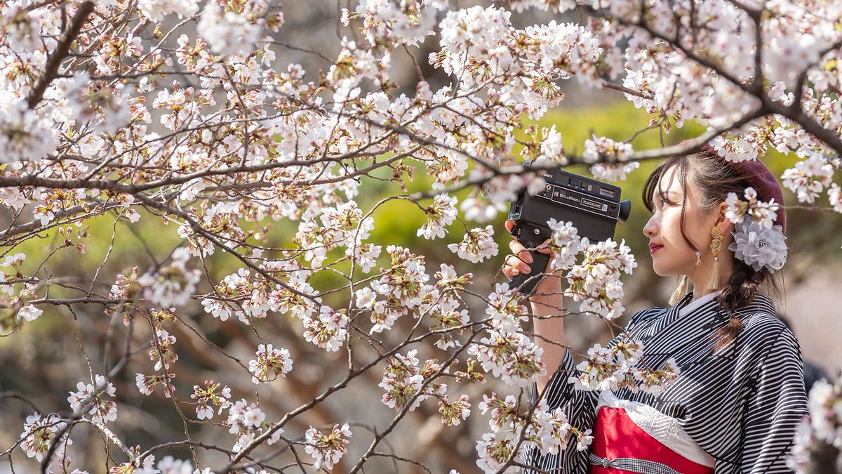 Under the Moonlit Sakura: Nostalgia for a Remarkable Cherry Blossom Night -  Sakuraco