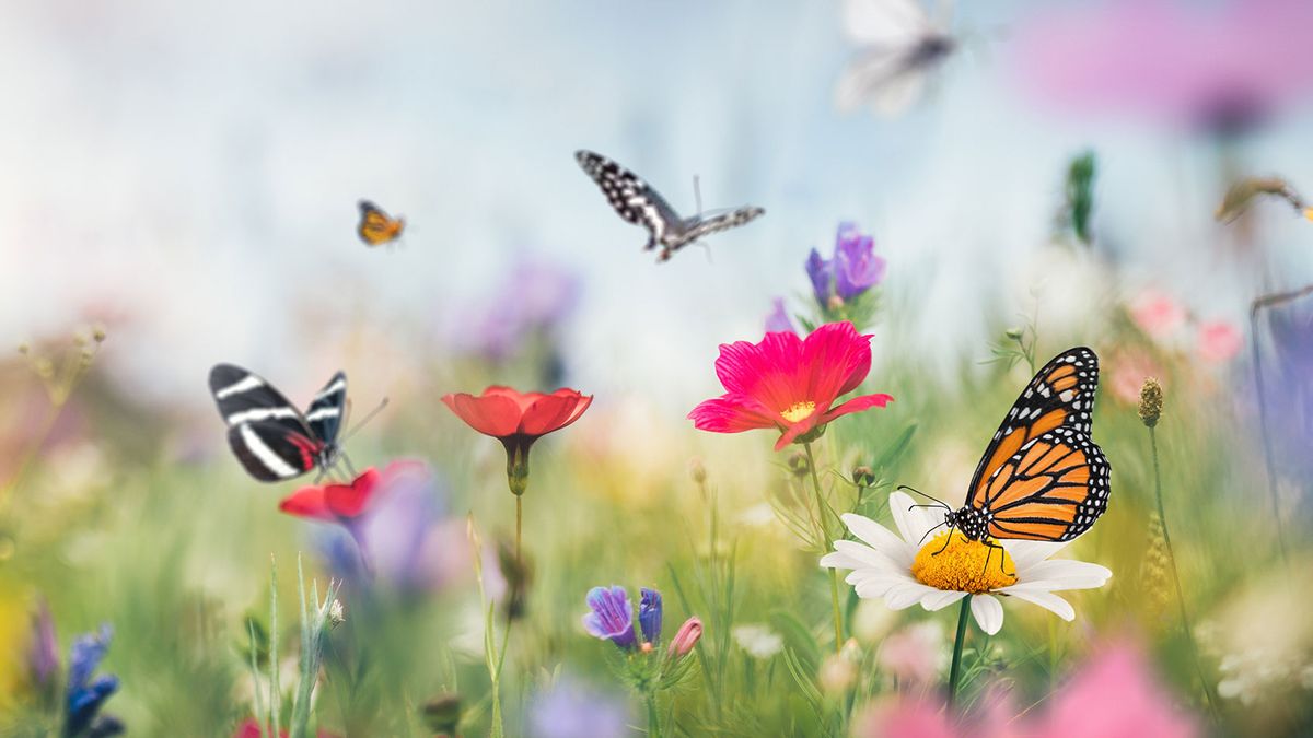 Butterflies Are In Decline And That Could Have Dire Consequences For Life On Earth Salon Com