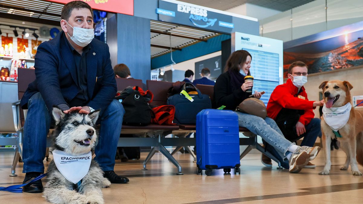 As air travel starts up again, emotional support animals get left behind |  