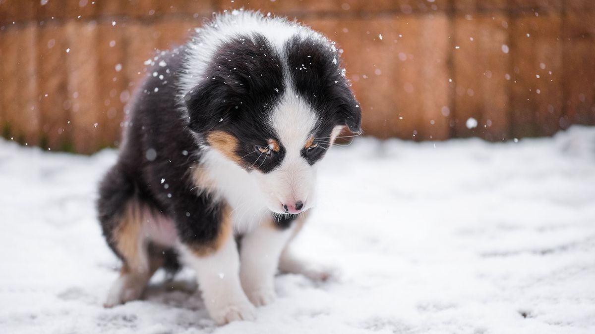 dogs paws freeze