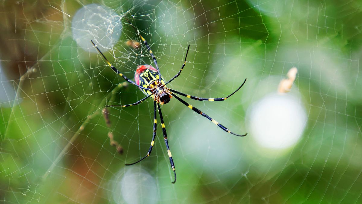 No, you don't need to worry about joro spiders : NPR