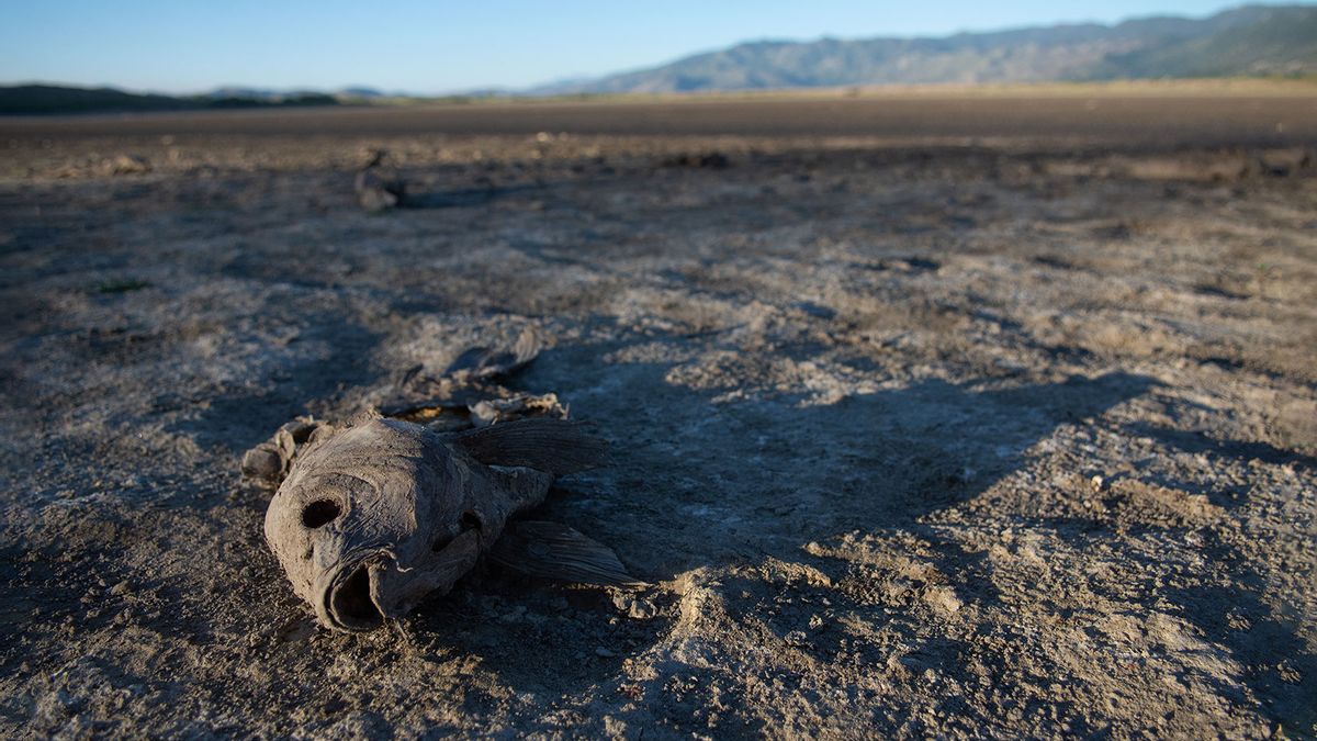 Great Salt Lake not that far off from an ecosystem collapse: Toxic dust  storms, die-offs loom
