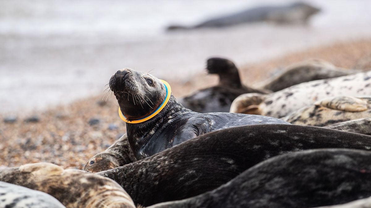 Seals, the chunky Einsteins of the ocean, are dying painfully due to  plastic pollution 