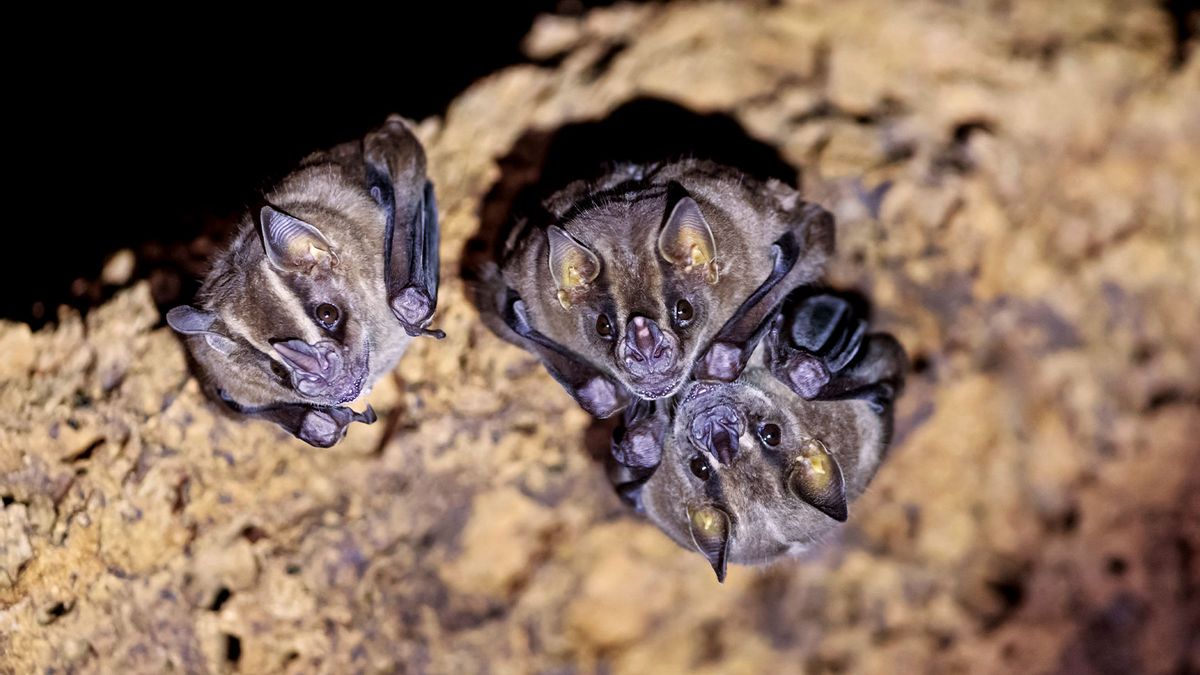 Scientists Are Beginning to Learn the Language of Bats and Bees