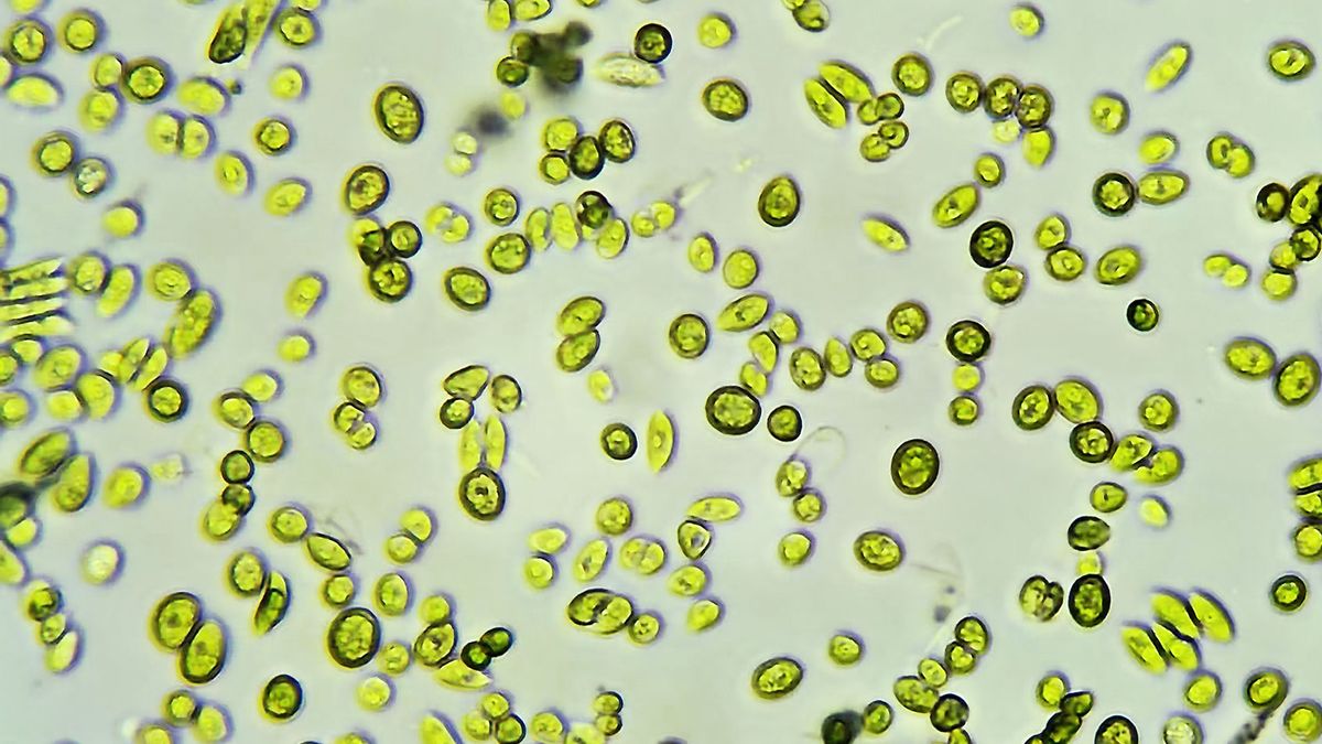 salon.com - Jules Siedenburg - Climate change threatens food but microscopic algae offer answers