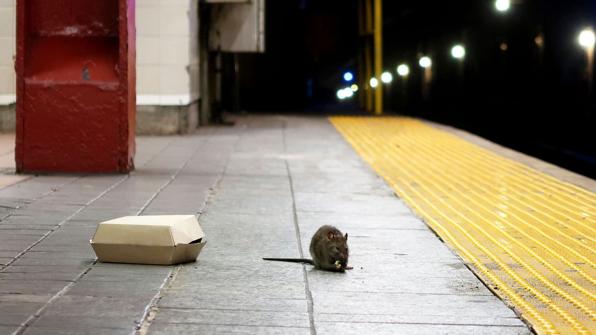 78 rats found living in squalor in Escondido van