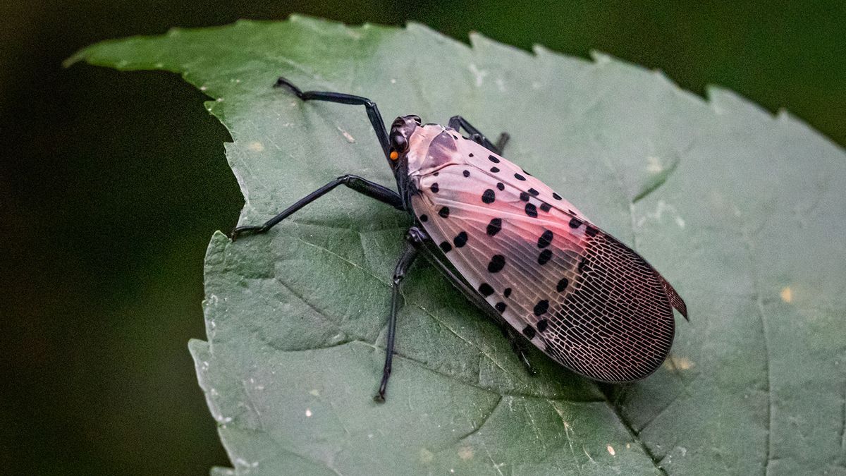 Invasive spotted lanternfly invades Wicomico County, Maryland