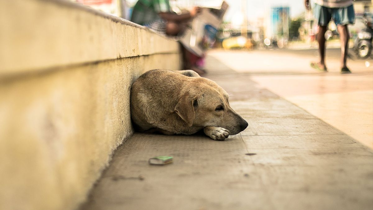 how many dogs die from being abandoned