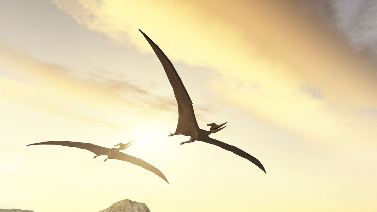 DID YOU KNOW THE DIFFERENCES? Pterodactyl vs. Pteranodon 