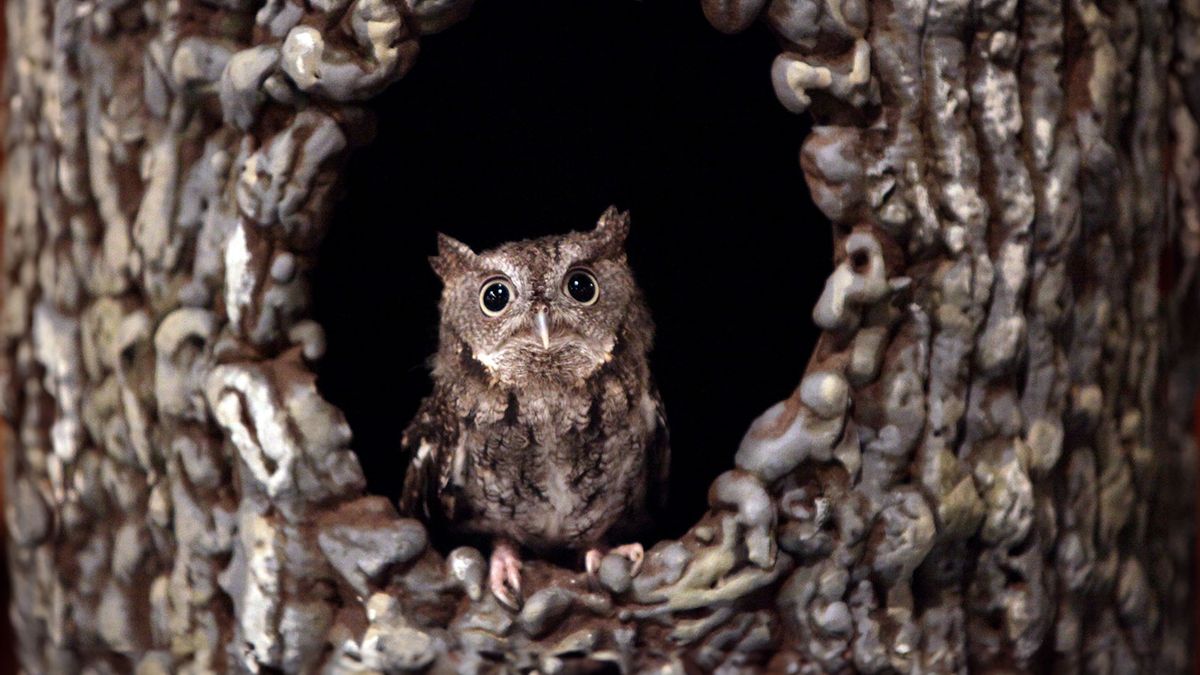 Getty Greek Owl Tie