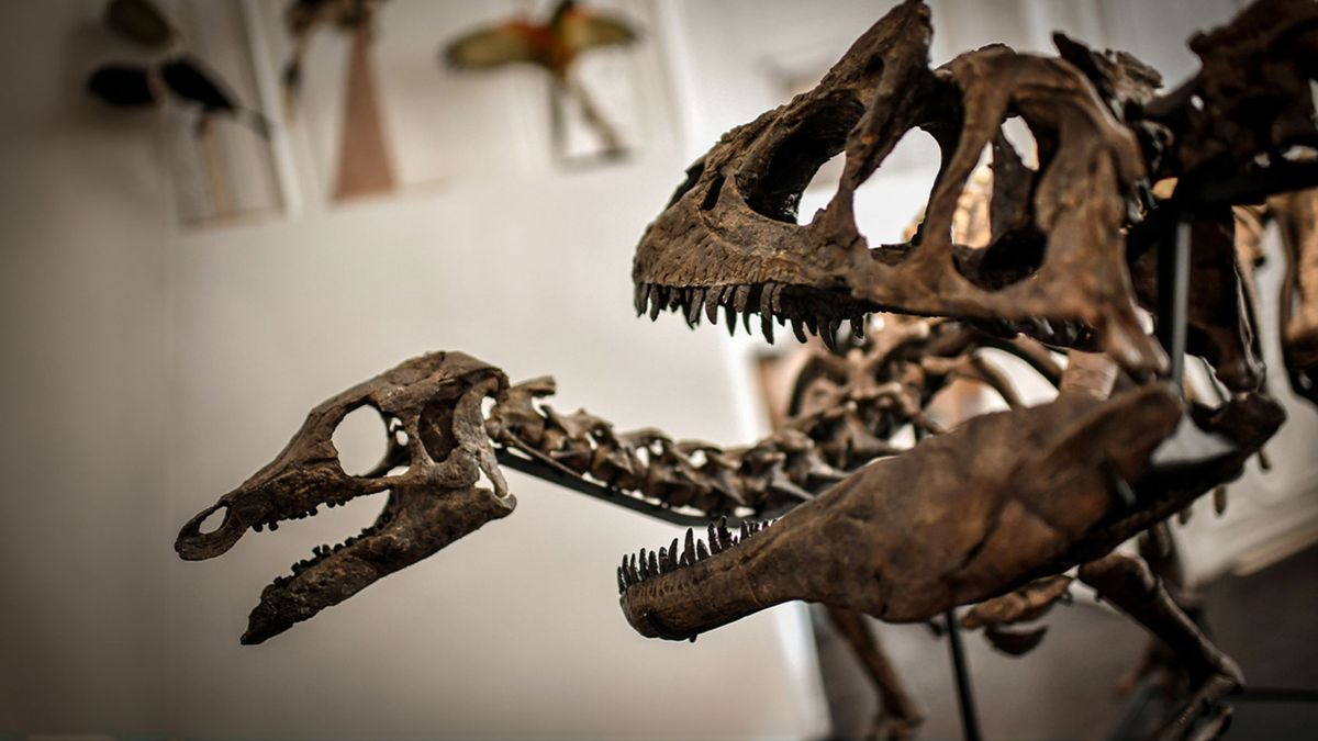 Cannibalism in Tyrannosaurus rex