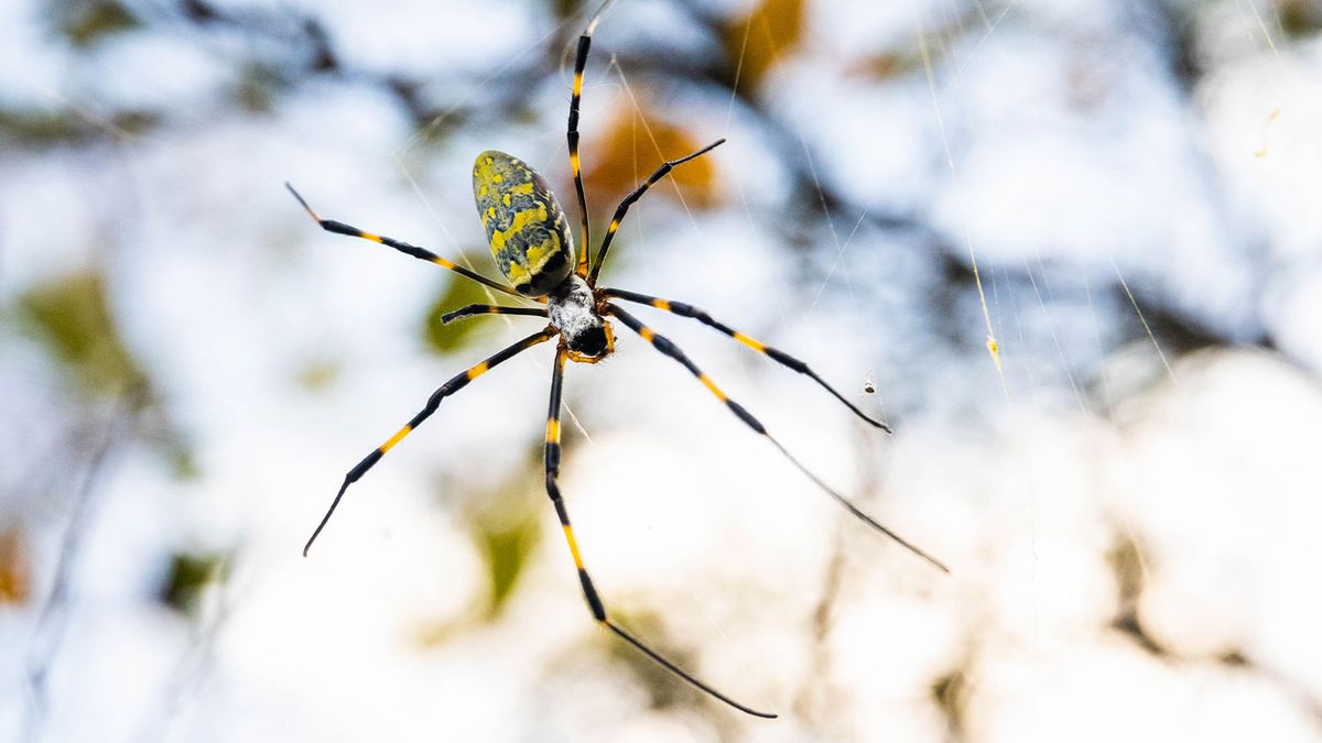 Joro spiders are invading the U.S. at an alarming rate •