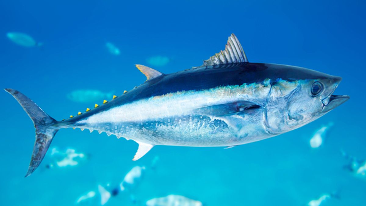 Atlantic Bluefin Tuna: A Fish in Troubled Waters – Global Food, Health, and  Society