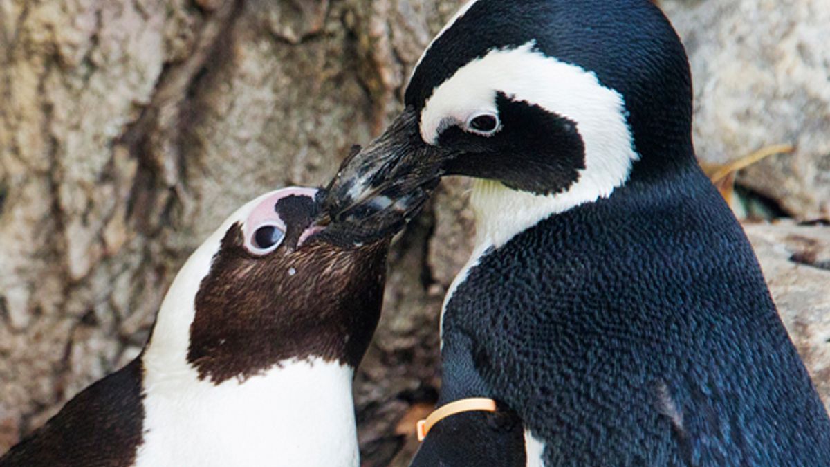 Save the gay penguins! | Salon.com