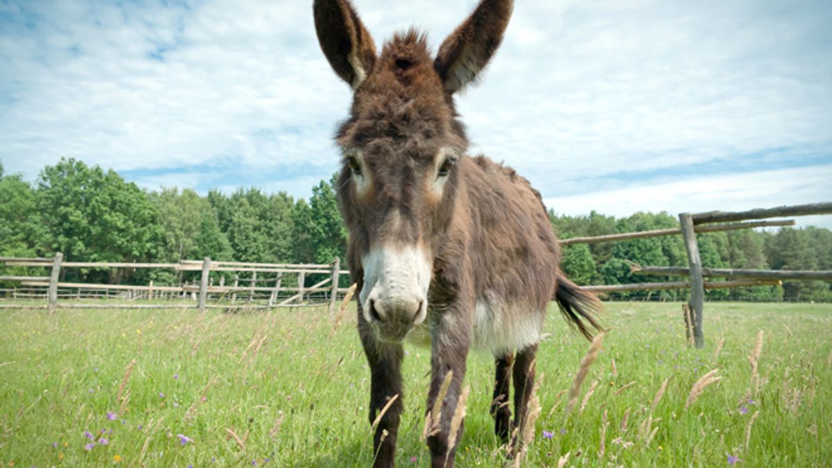 A legal defense of donkey sex | Salon.com