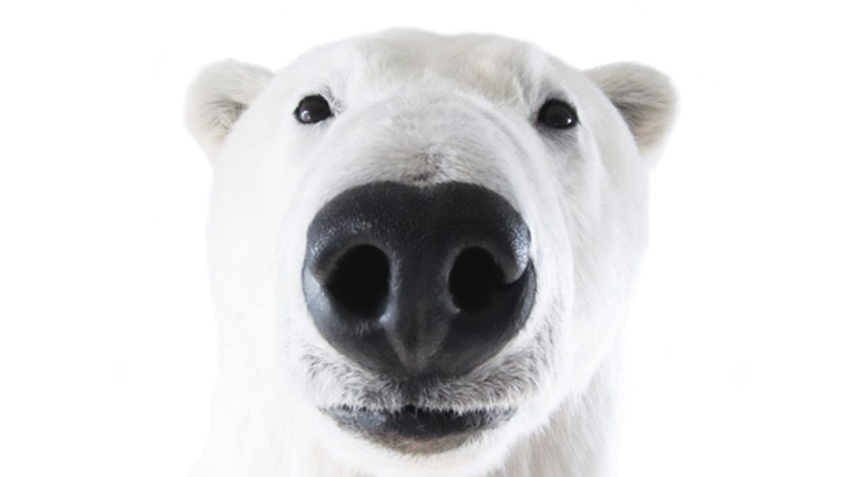 Polar bears could be extinct by 2100, says heartbreaking new study - Big  Think