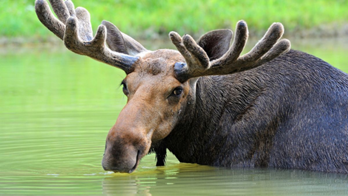 Elk Tracks Vs Moose Tracks: Unraveling the Ultimate Wildlife Mystery